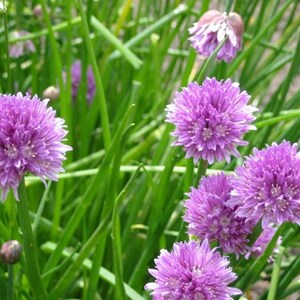 6 x ciboulette - allium schoenoprasum  - godet 9x9 cm