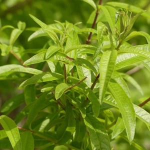 6 x verveine citronnelle - aloysia triphylla (= lippia)  - godet 9x9 cm