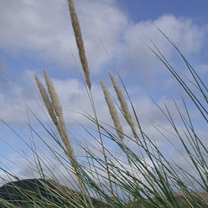 6 x oyat - ammophila arenaria  - godet 9x9 cm