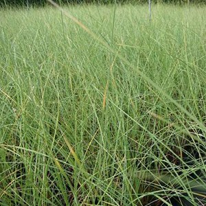 6 x oyat - ammophila arenaria  - godet 9x9 cm
