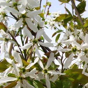 Amélanchier  - amelanchier 'ballerina'  - 60-80 cm pot