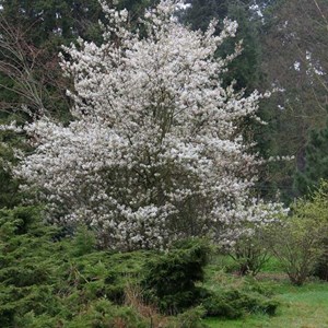 Amélanchier  - amelanchier 'ballerina'  - 60-80 cm pot