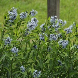 6 x etoile bleue - amsonia tabernaemontana  - godet 9x9 cm