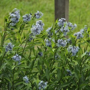 6 x etoile bleue - amsonia tabernaemontana  - godet 9x9 cm