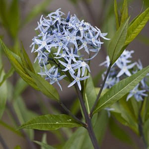 6 x etoile bleue - amsonia tabernaemontana  - godet 9x9 cm