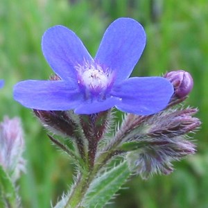 6 x buglosse d'italie  - anchusa azurea 'dropmore'  - godet 9x9 cm