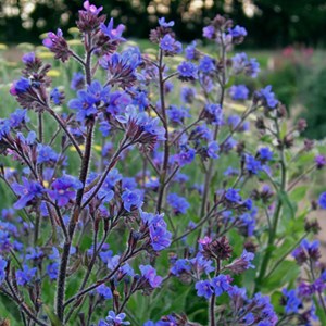 6 x buglosse d'italie  - anchusa azurea 'dropmore'  - godet 9x9 cm