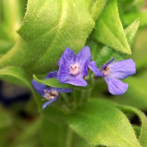 6 x buglosse d'italie  - anchusa azurea 'loddon royalist'  - godet 9x9 cm