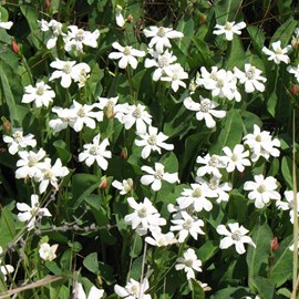6 x anemopsis de californie - anemopsis californica  - godet 9x9 cm
