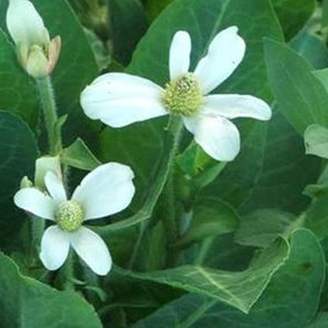 6 x anemopsis de californie - anemopsis californica  - godet 9x9 cm