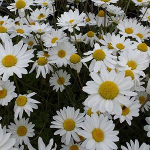 6 x camomille  - anthemis carpatica 'karpatenschnee'  - godet 9x9 cm