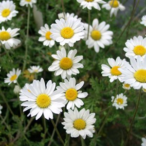 6 x camomille  - anthemis carpatica 'karpatenschnee'  - godet 9x9 cm