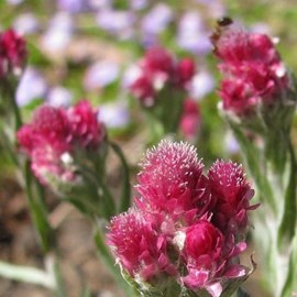 6 x pied de chat - antennaria dioica 'rubra'  - godet 9x9 cm