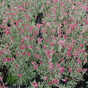 6 x pied de chat - antennaria dioica 'rubra'  - godet 9x9 cm