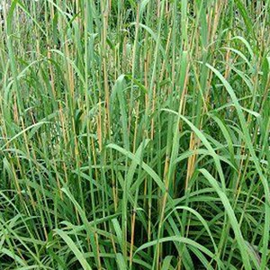 6 x baron - andropogon gerardii  - godet 9x9 cm