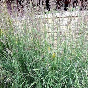 6 x baron - andropogon gerardii  - godet 9x9 cm