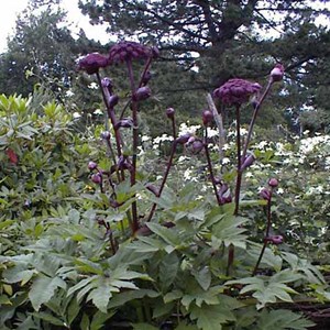 6 x angélique gigas - angelica gigas  - godet 9x9 cm