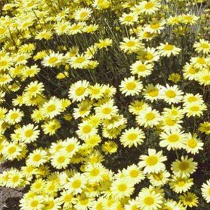 6 x œil de bœuf  - anthemis hybrida 'e.c. Buxton'  - godet 9x9 cm