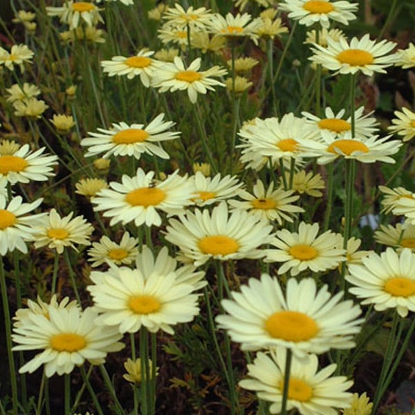 6 x œil de bœuf - anthemis hybrida 'e.c. Buxton' - godet 9x9 cm