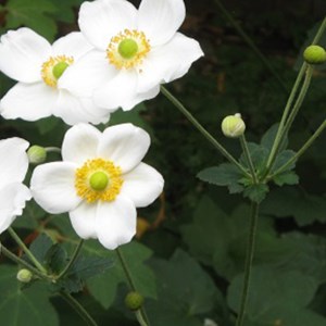 6 x anémone du japon - anemone 'honorine jobert'  - godet 9x9 cm