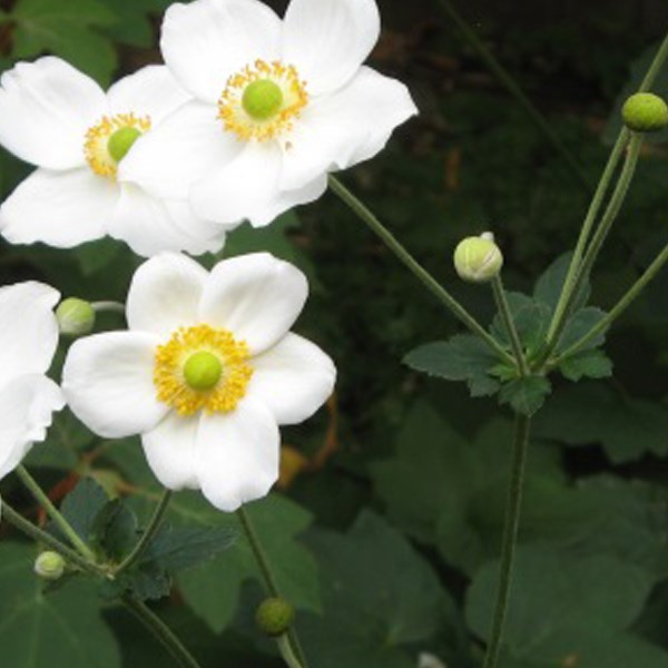 Arborix - 6 x anémone du japon - anemone 'honorine jobert' - godet 9x9 cm