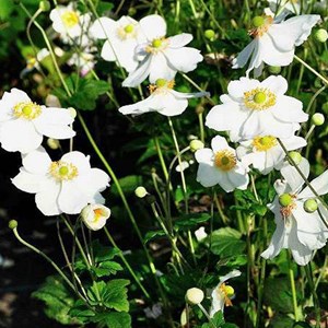 6 x anémone du japon - anemone 'honorine jobert'  - godet 9x9 cm