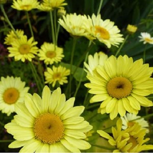 6 x œil de bœuf  - anthemis hybrida 'kelwayi'  - godet 9x9 cm