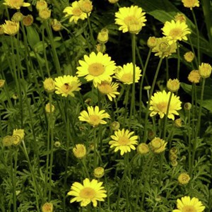 6 x œil de bœuf  - anthemis hybrida 'kelwayi'  - godet 9x9 cm