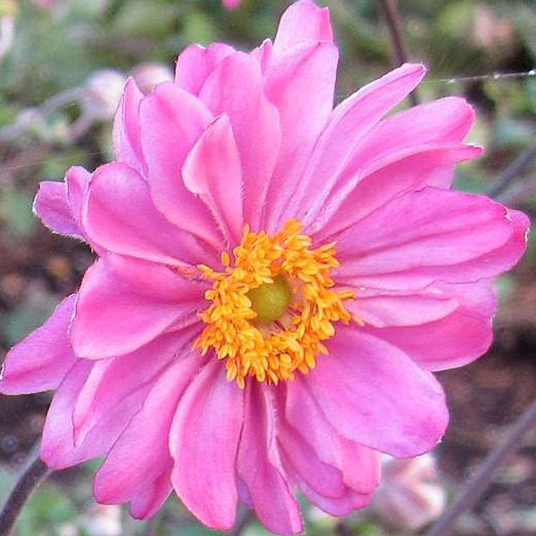 Arborix - 6 x anémone du japon - anemone hybride 'pamina' - godet 9x9 cm