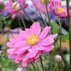 6 x anémone du japon  - anemone hybride 'pamina'  - godet 9x9 cm