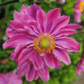 6 x anémone du japon  - anemone hupehensis 'prinz heinrich'  - godet 9x9 cm