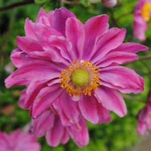 6 x anémone du japon  - anemone hupehensis 'prinz heinrich'  - godet 9x9 cm