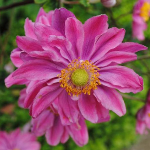 Arborix - 6 x anémone du japon - anemone hupehensis 'prinz heinrich' - godet 9x9 cm