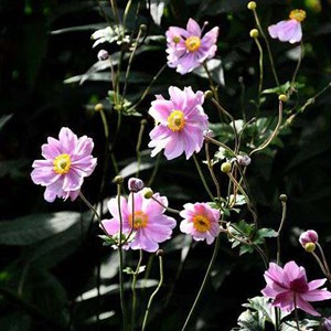 6 x anémone du japon  - anemone hupehensis 'prinz heinrich'  - godet 9x9 cm