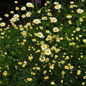 6 x œil de bœuf  - anthemis hybrida 'sauce hollandaise'  - godet 9x9 cm