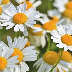 6 x œil de bœuf  - anthemis hybrida 'sauce hollandaise'  - godet 9x9 cm