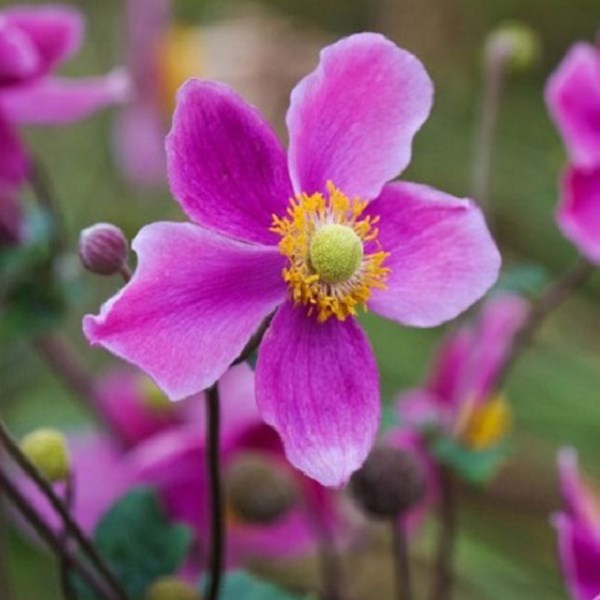 Arborix - 6 x anémone du japon - anemone hupehensis 'splendens' - godet 9x9 cm
