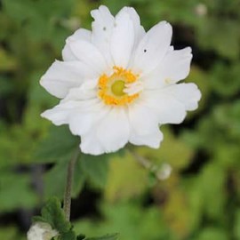 6 x anémone du japon  - anemone hybrida 'whirlwind'  - godet 9x9 cm