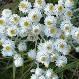 6 x immortelle d'argent  - anaphalis margaritacea 'neuschnee'  - godet 9x9 cm