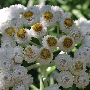 6 x immortelle d'argent  - anaphalis margaritacea 'neuschnee'  - godet 9x9 cm