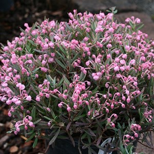 2 x andromède à feuilles de podium - andromeda polifolia 'blue ice' - 15-20 cm