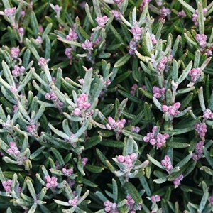 2 x andromède à feuilles de podium - andromeda polifolia 'blue ice' - 15-20 cm