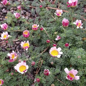 6 x camomille marocaine - anacyclus pyrethrum depressus  - godet 9x9 cm