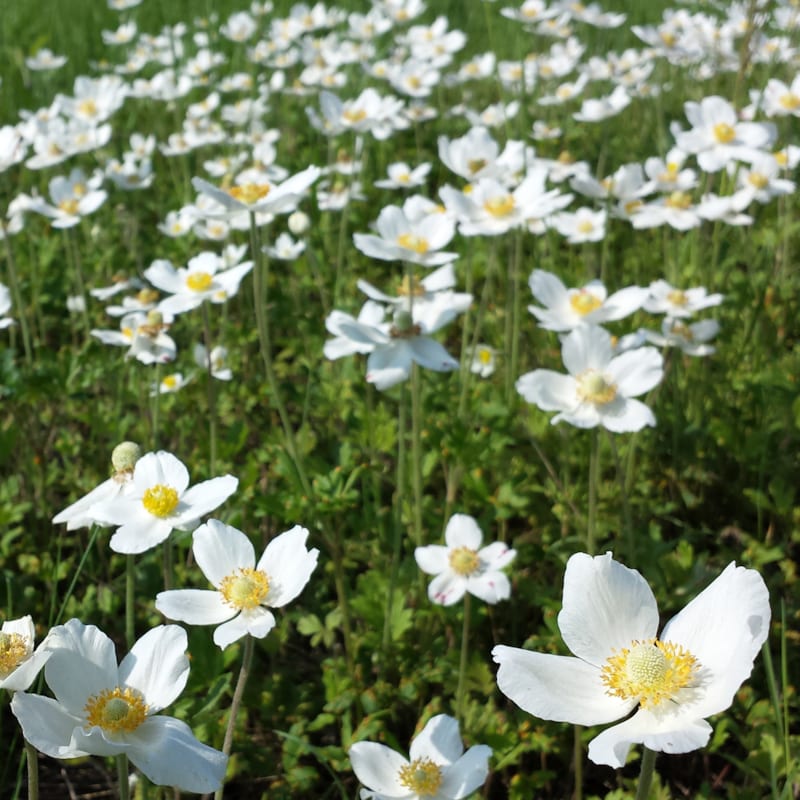 6 x anémone des bois - anemone sylvestris - godet 9x9 cm