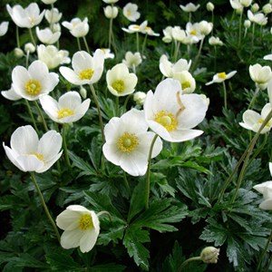 6 x anémone des bois - anemone sylvestris  - godet 9x9 cm