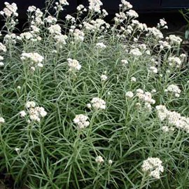 6 x immortelle de l'himalaya - anaphalis triplinervis  - godet 9x9 cm