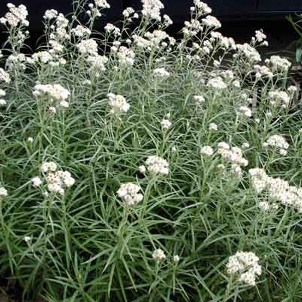 6 x immortelle de l'himalaya - anaphalis triplinervis - godet 9x9 cm