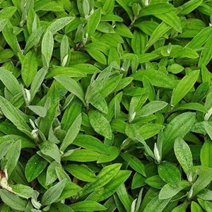 6 x immortelle de l'himalaya - anaphalis triplinervis  - godet 9x9 cm