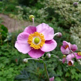 6 x anémone du japon  - anemone tomentosa 'robustissima'  - godet 9x9 cm