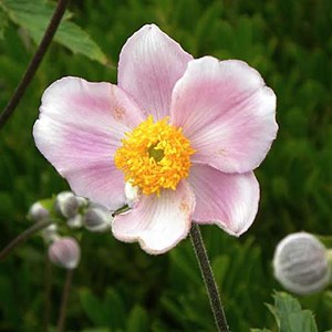 6 x anémone du japon  - anemone tomentosa 'robustissima'  - godet 9x9 cm
